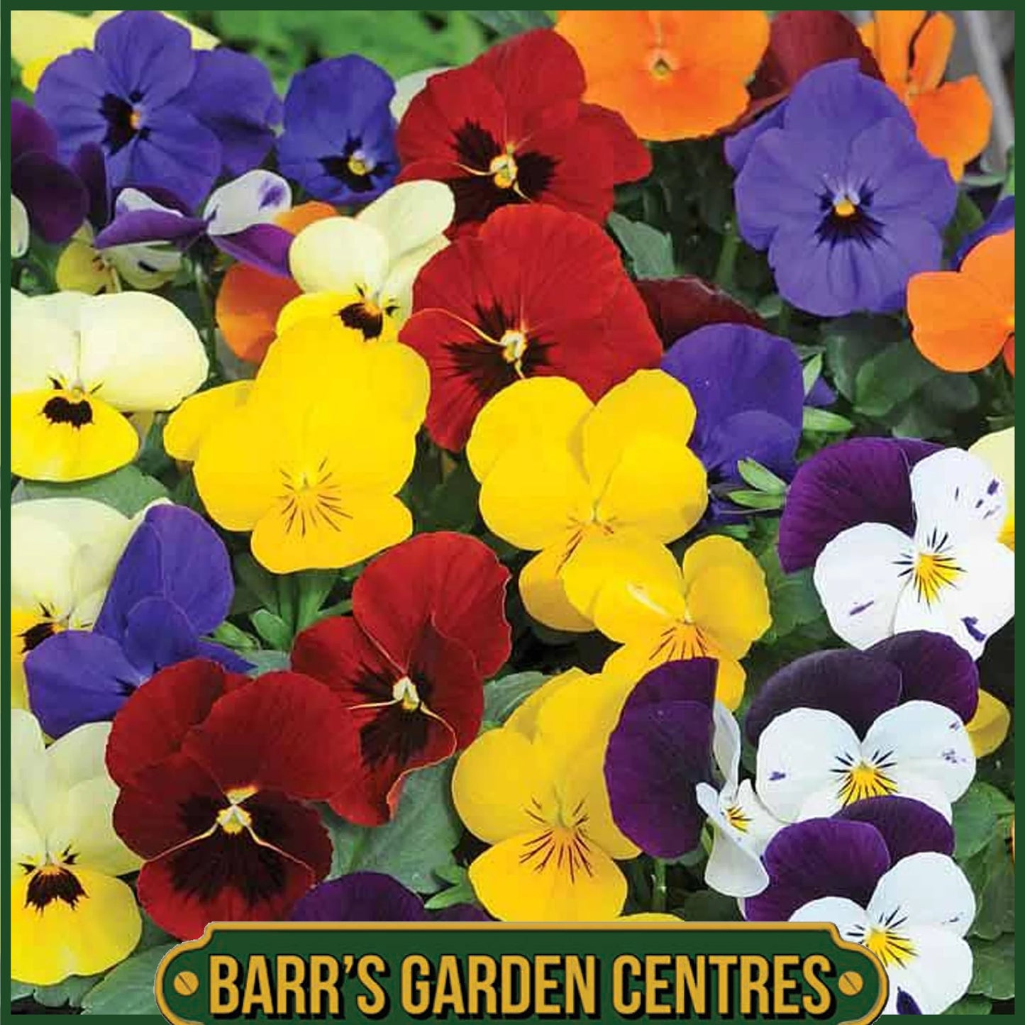VIOLA MIX 20 PACK