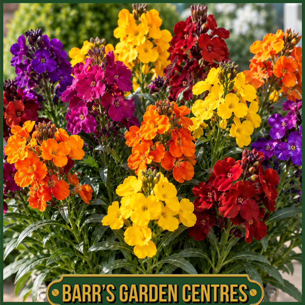 WALLFLOWER MIX 6 PACK