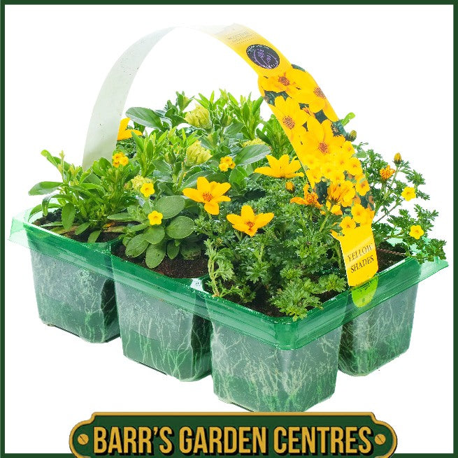 YELLOW SHADES HANGING BASKET/CONTAINER PLANTS (6 PACK)
