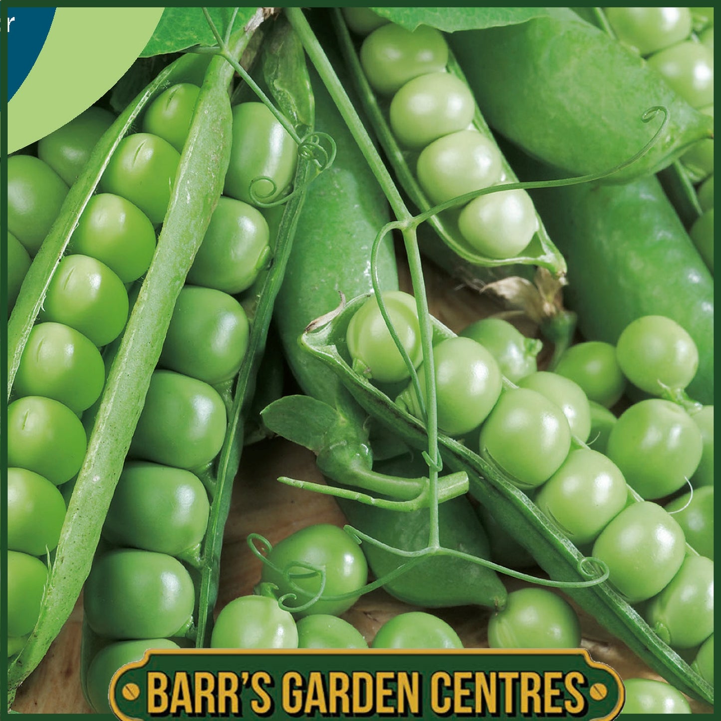 Johnsons - Pea (maincrop) Ambassador - 300 Seeds