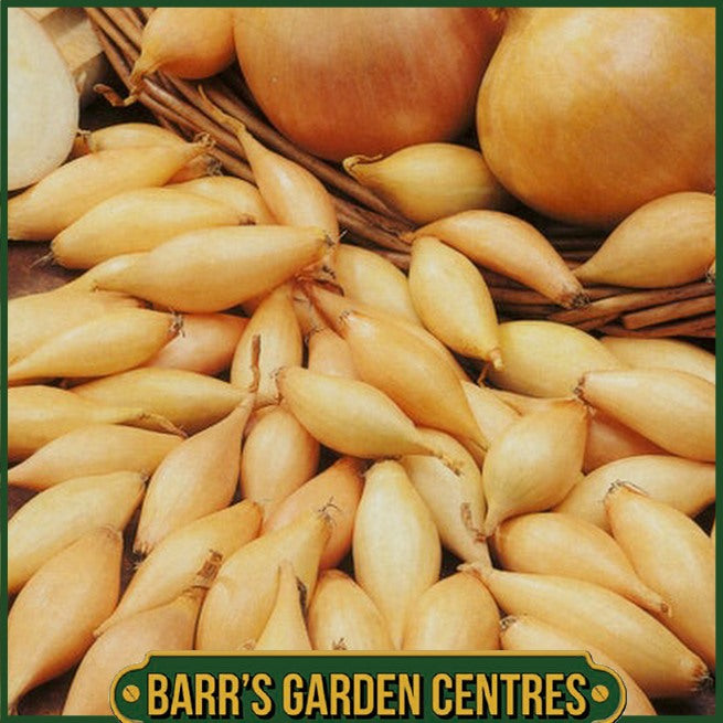 Sturon Onion 50 Pack