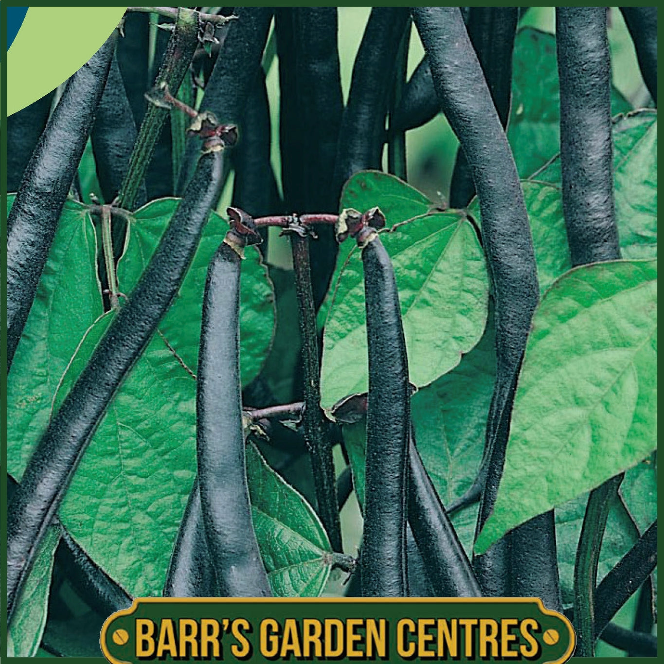 Johnsons - Dwarf French Bean Purple Teepee - 100 Seeds