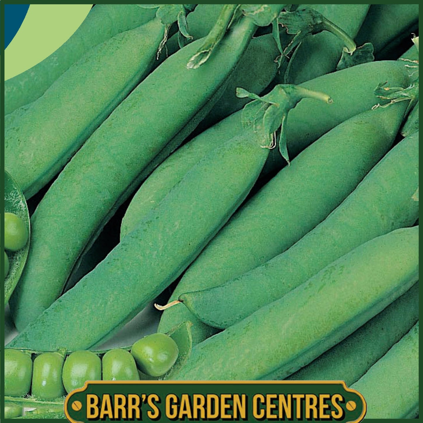 Johnsons - Pea (early) Little Marvel - 300 Seeds