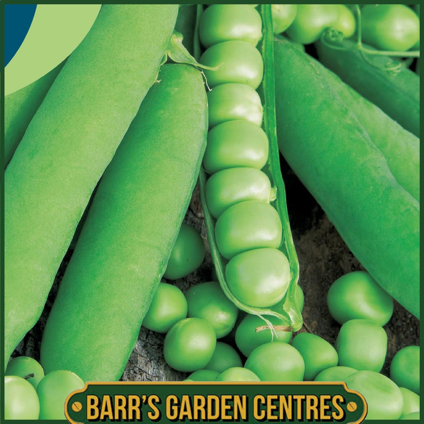 Johnsons - Pea (maincrop) Onward - 300 Seeds