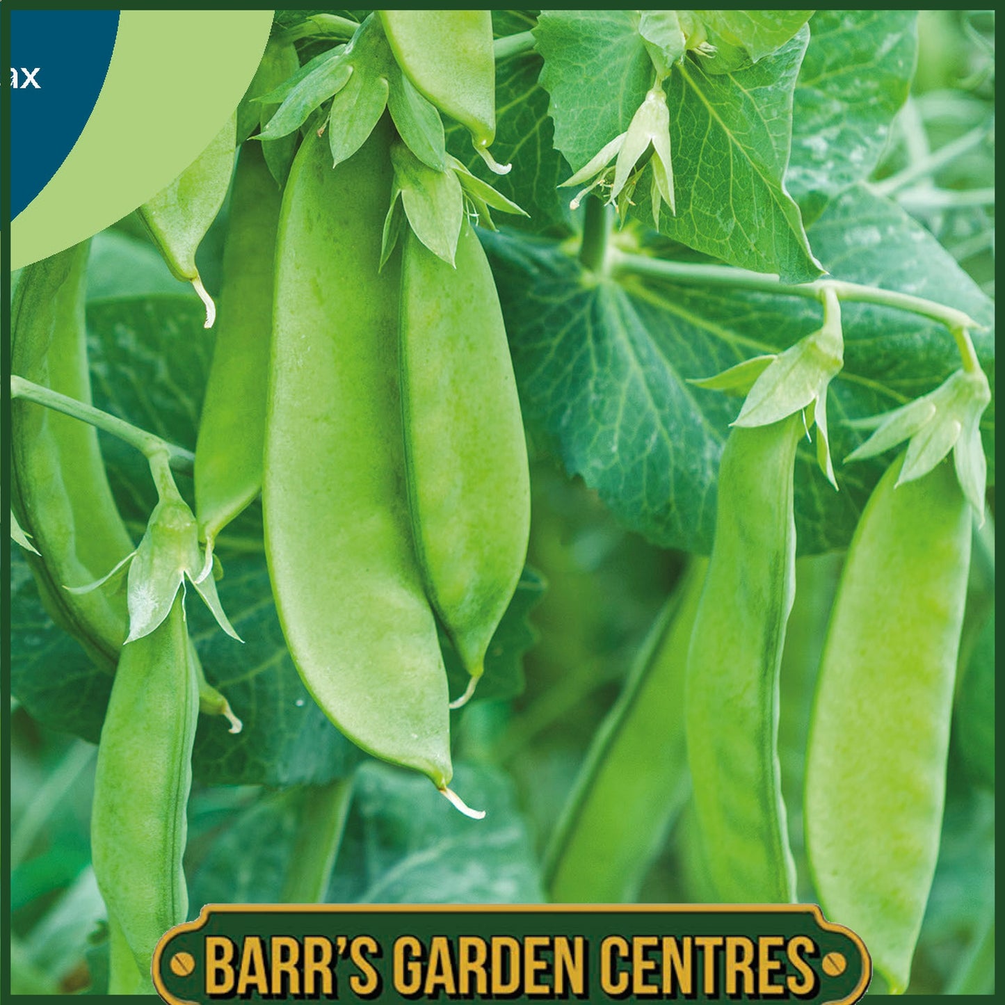 Johnsons - Pea (mangetout) Snow Max - 150 Seeds