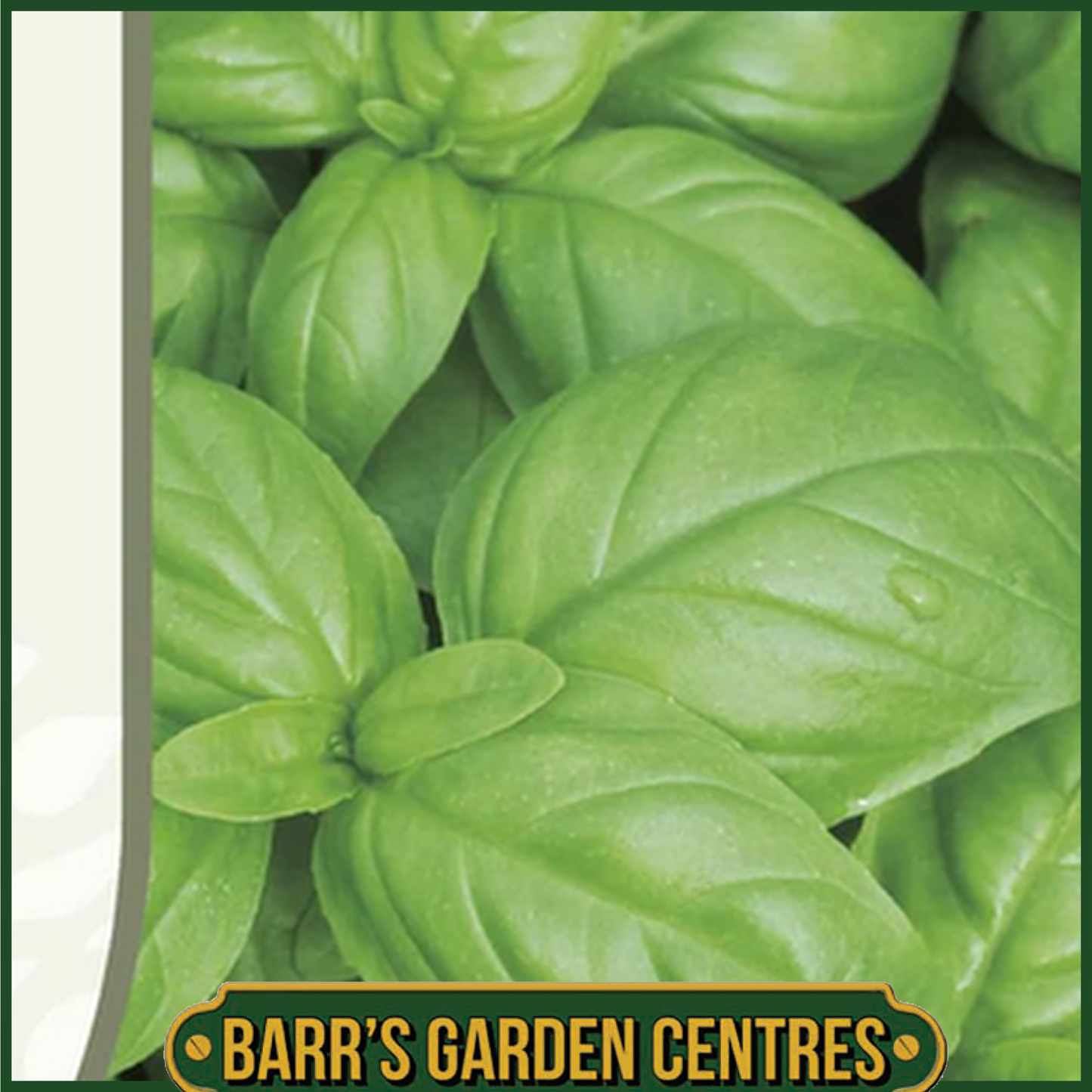 RHS Basil Aroma 2 - 300 Seeds