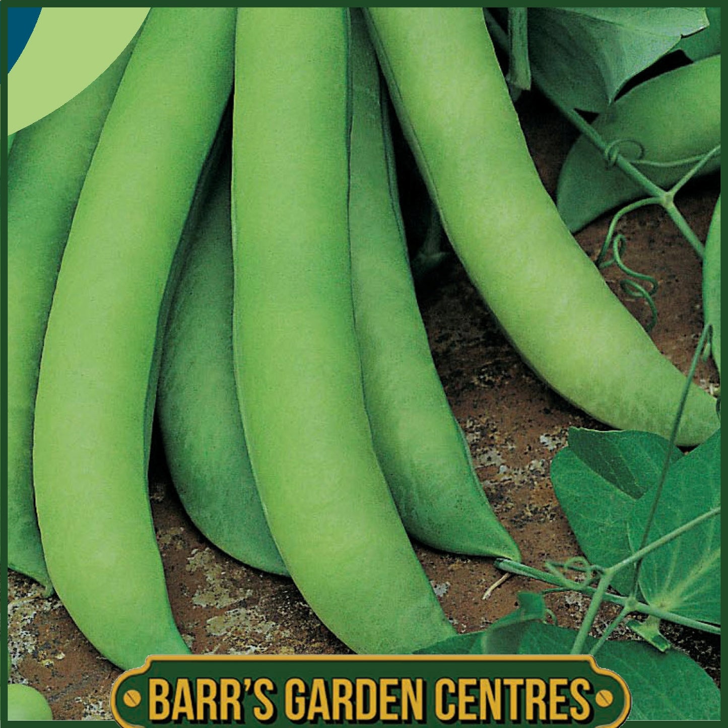 Johnsons - Pea (early) Oskar - 300 Seeds