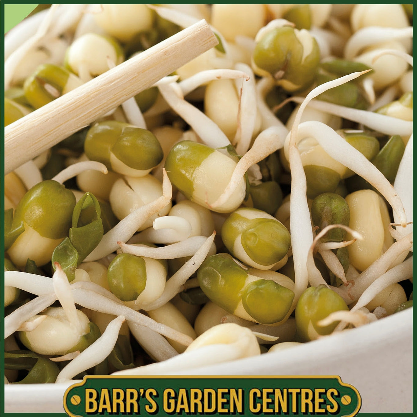 Johnsons - Mung Bean Sprouting Seeds - 1200 Seeds