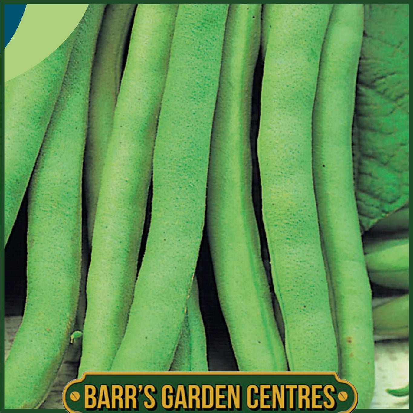 Johnsons - Dwarf French Bean Tendergreen - 125 Seeds