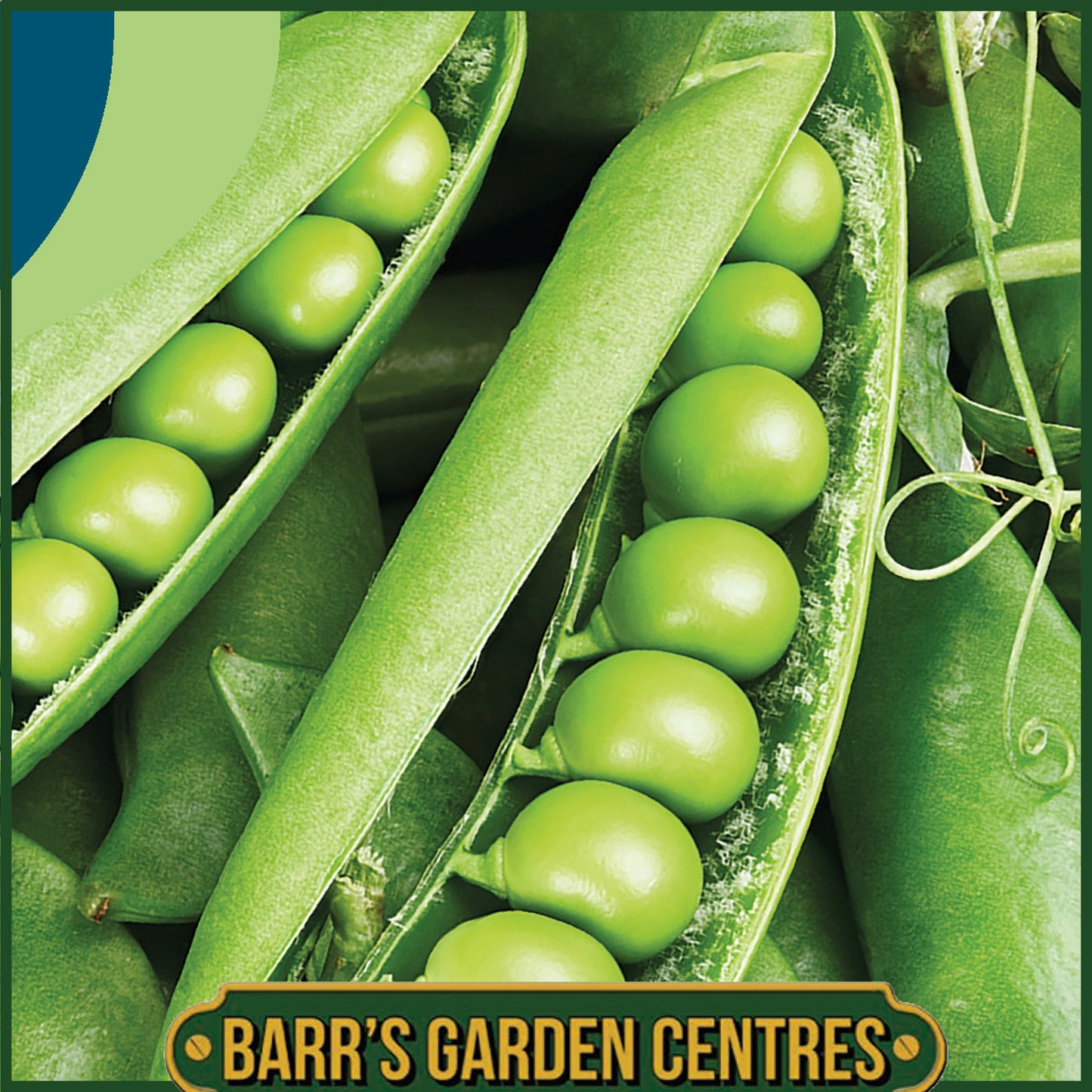 Johnsons - Pea (maincrop) Ruselago - 250 Seeds