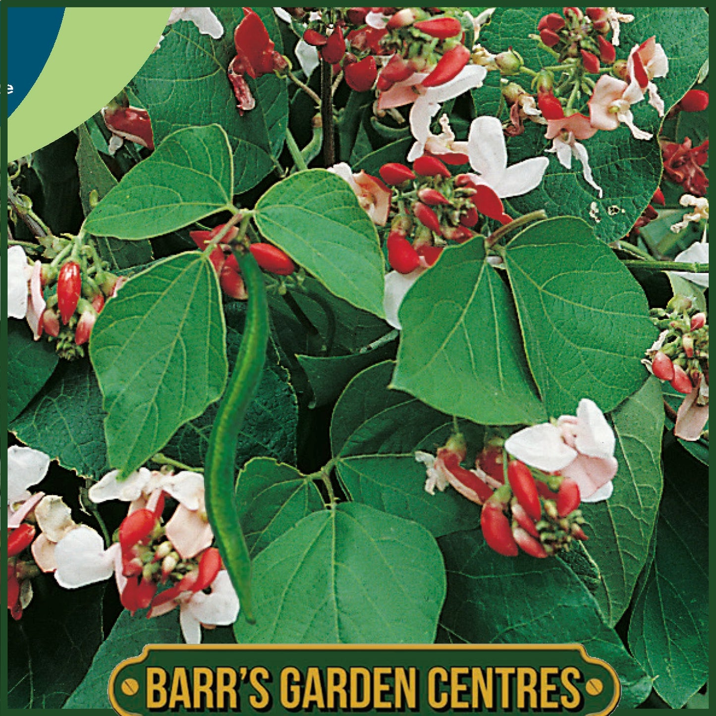 Johnsons - Runner Bean (dwarf) Hestia - 40 Seeds