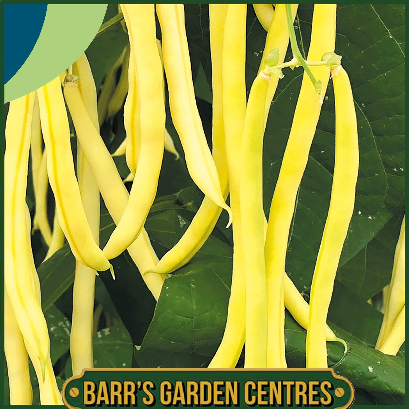 Johnsons - Climbing French Bean Sunshine - 50 Seeds