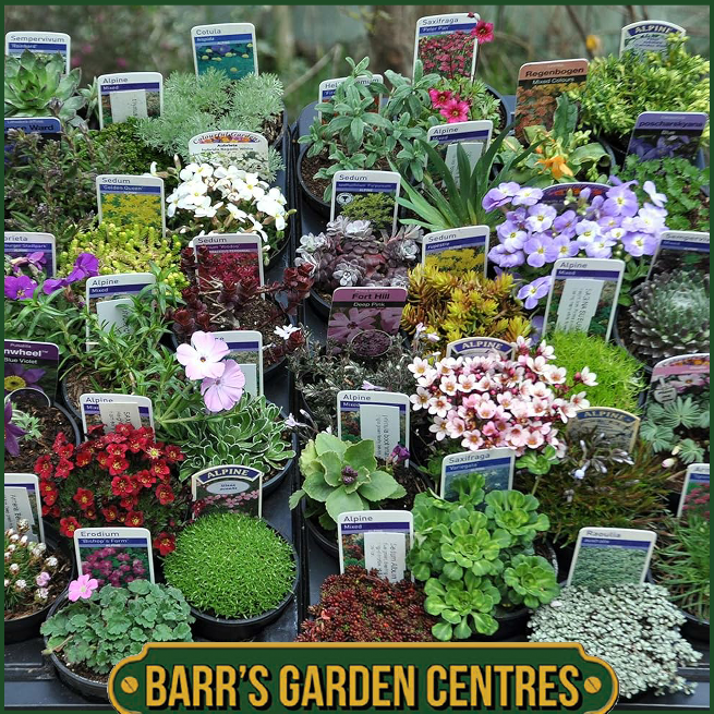 Nurseryman's Selection of Alpines in 9cm pots
