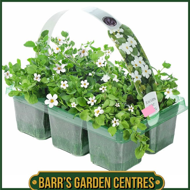 BACOPA WHITE HANGING BASKET/CONTAINER PLANTS (6 PACK)