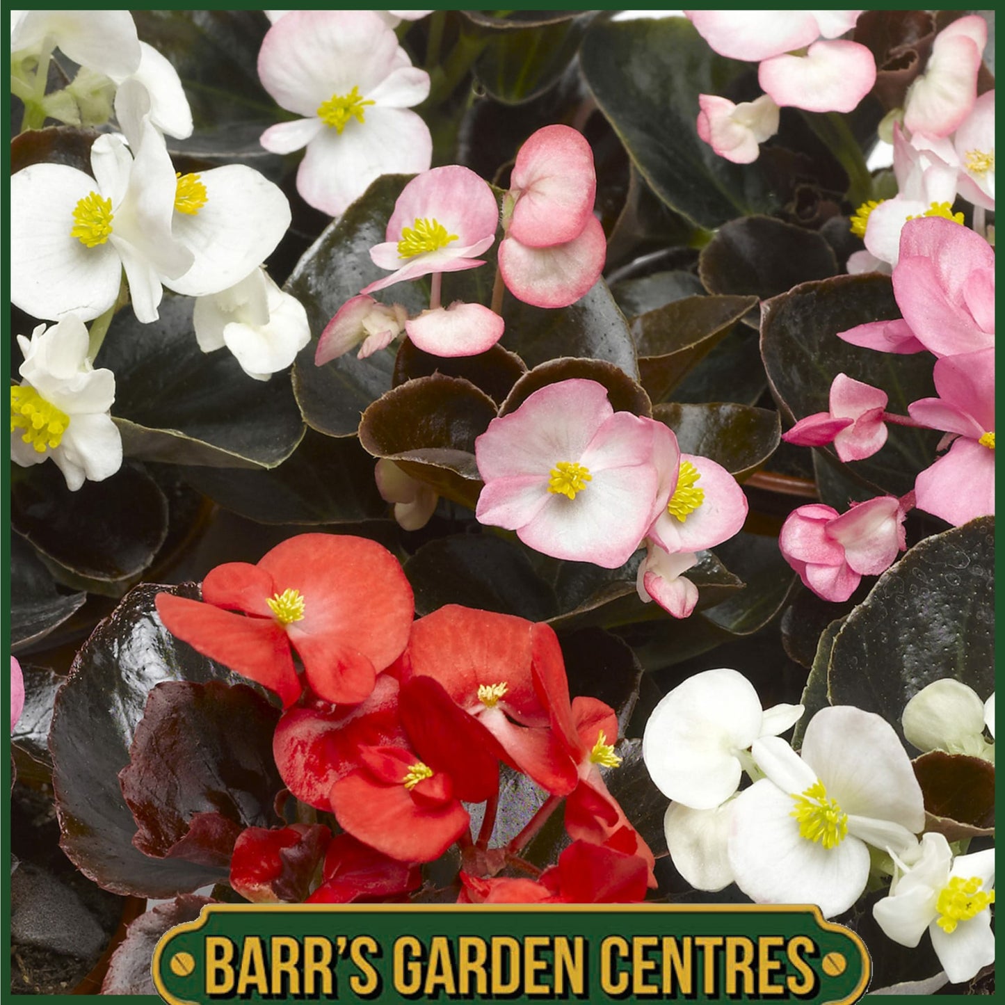BEGONIA SEMP. BRONZE LEAF MIX 20 PACK