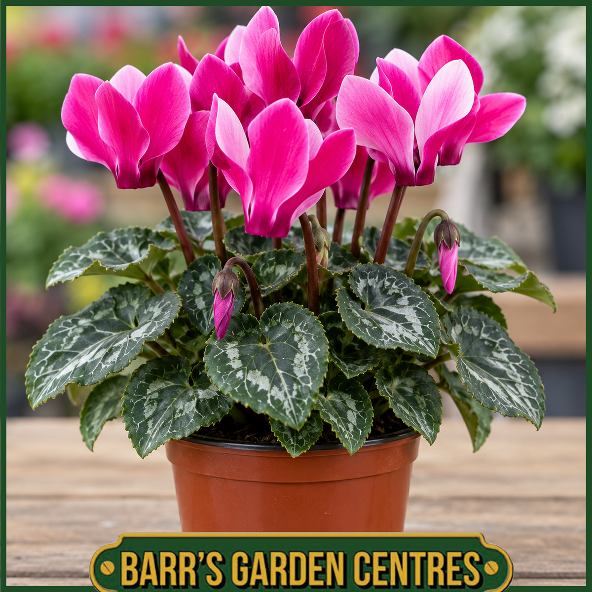 CYCLAMEN 13cm pot
