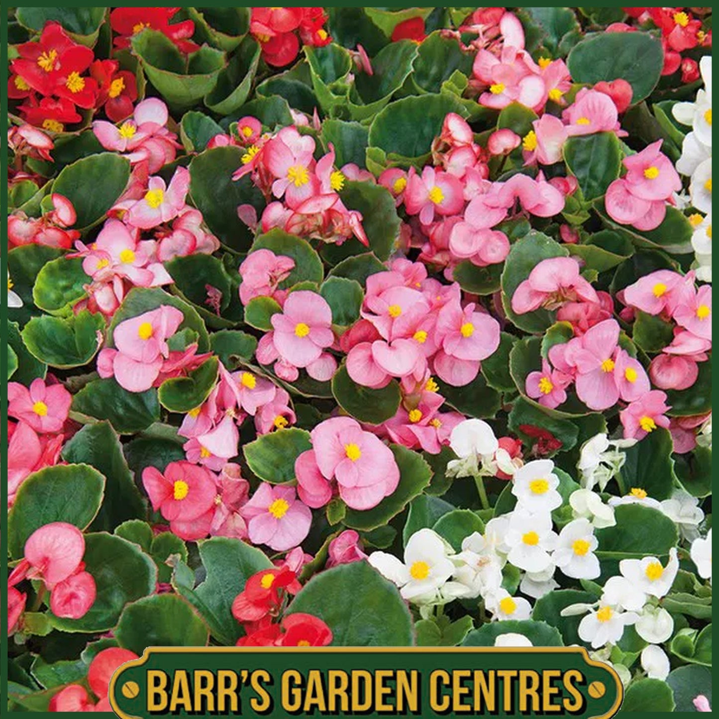 BEGONIA SEMP. GREEN LEAF MIX 20 PACK