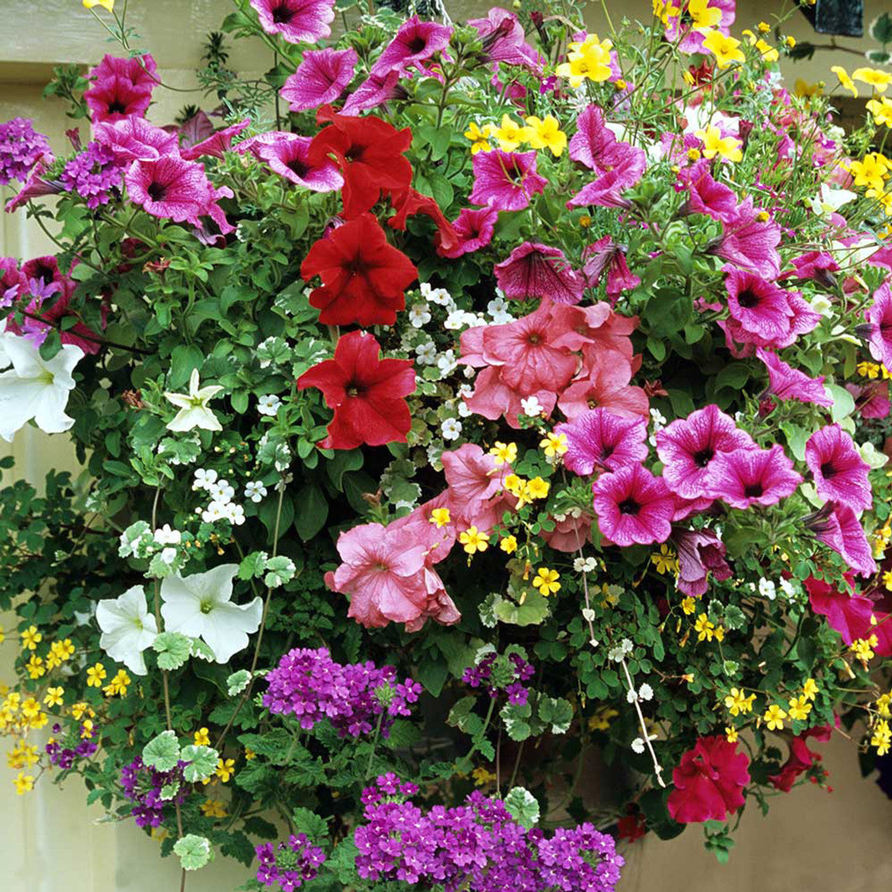 MIXED HANGING BASKET/CONTAINER PLANTS (6 PACK)
