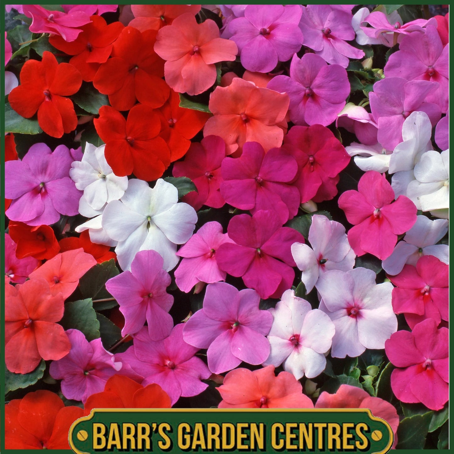 IMPATIENS MIX 20 PACK