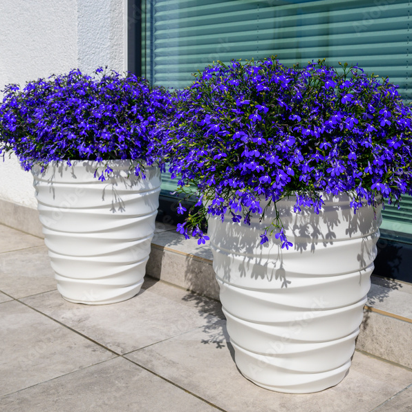 LOBELIA CRYSTAL PALACE (UPRIGHT) 10 PACK
