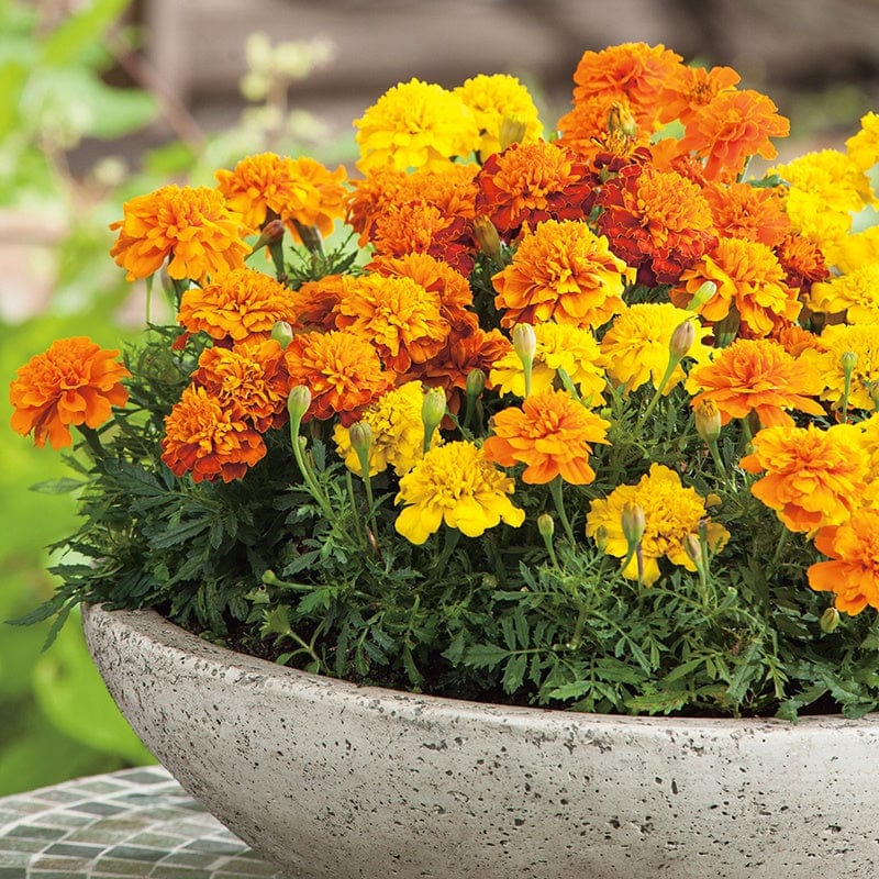 FRENCH MARIGOLD 20 PACK