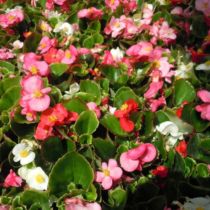 BEGONIA SEMP. GREEN LEAF MIX 20 PACK