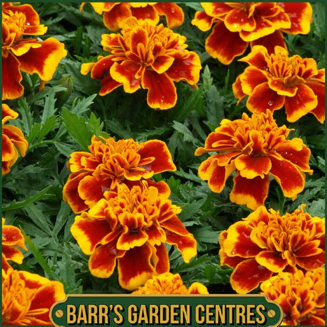 FRENCH MARIGOLD "FLAME" 6 PACK