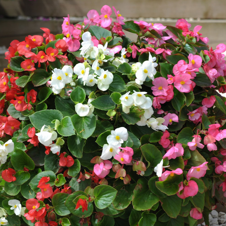 BEGONIA SEMP. GREEN LEAF MIX 20 PACK