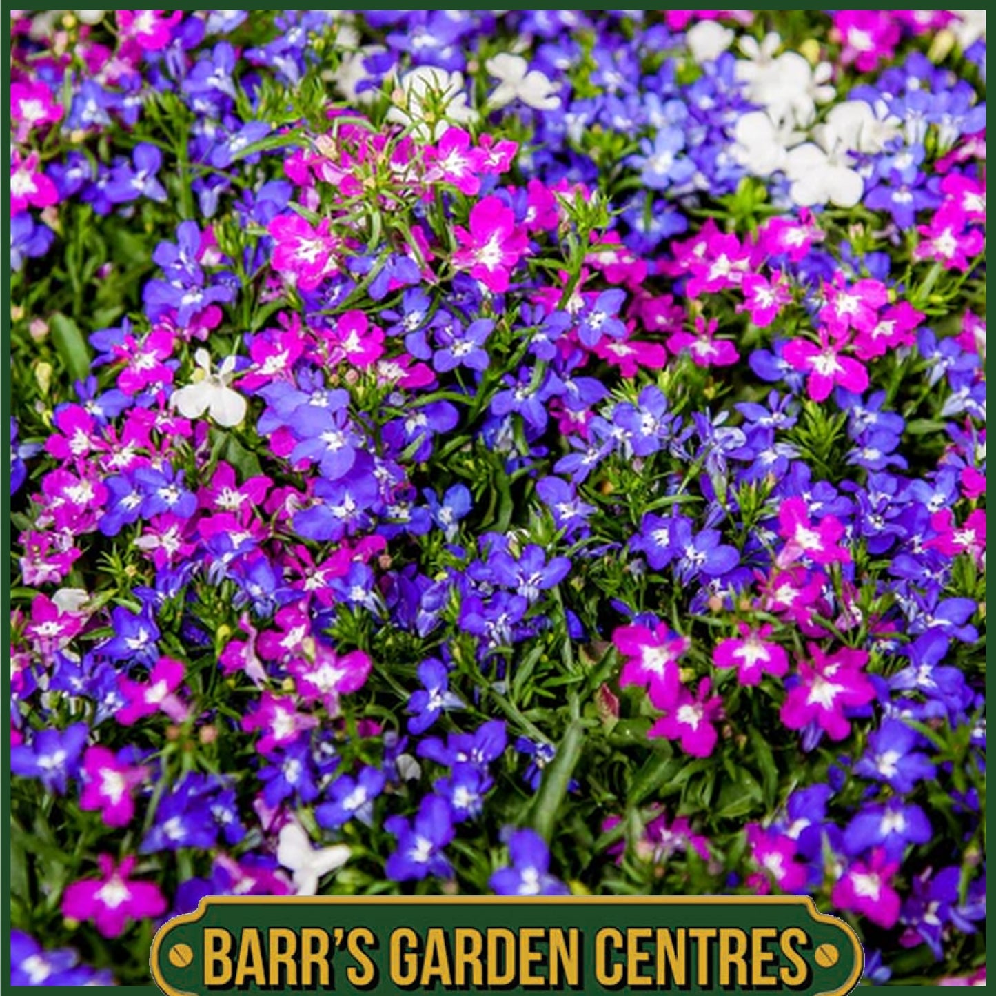 LOBELIA TRAILING MIXED 20 PACK