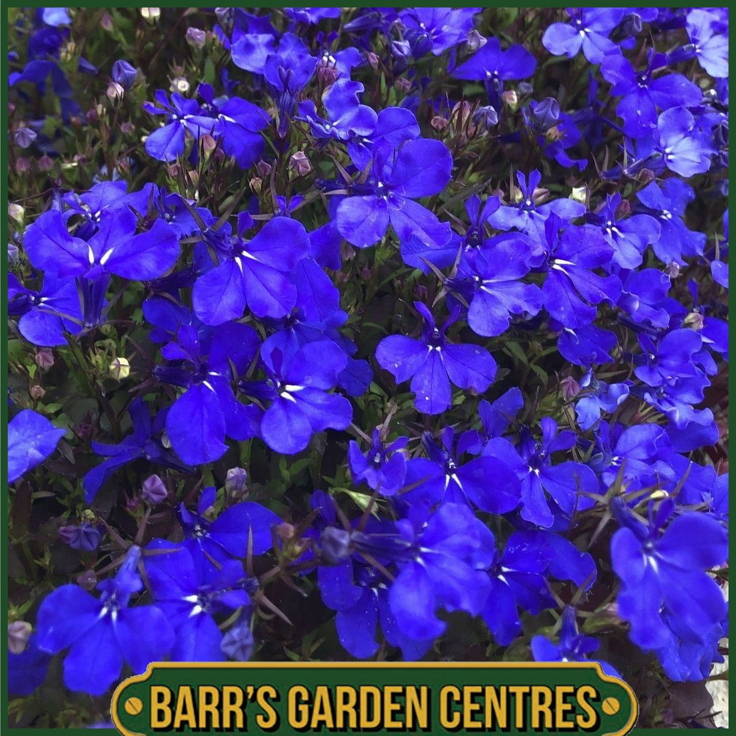 LOBELIA CRYSTAL PALACE (UPRIGHT) 10 PACK