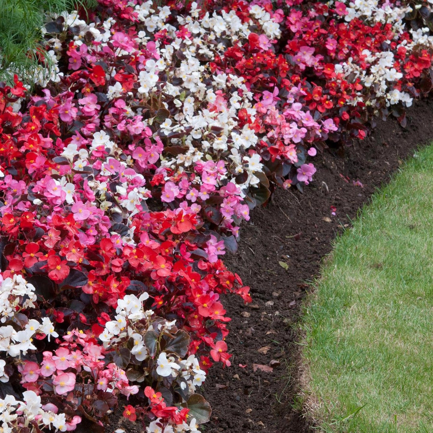 BEGONIA SEMP. BRONZE LEAF MIX 20 PACK
