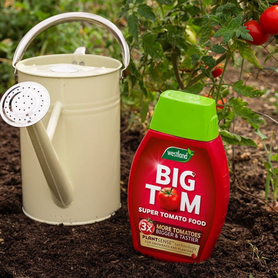 Westland Big Tom Super Tomato Food 1L + 25% Extra Free