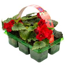 BEGONIA NON-STOP RED 6 PACK