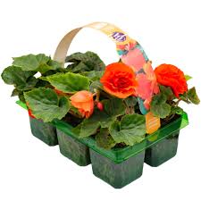 BEGONIA NON-STOP SALMON 6 PACK