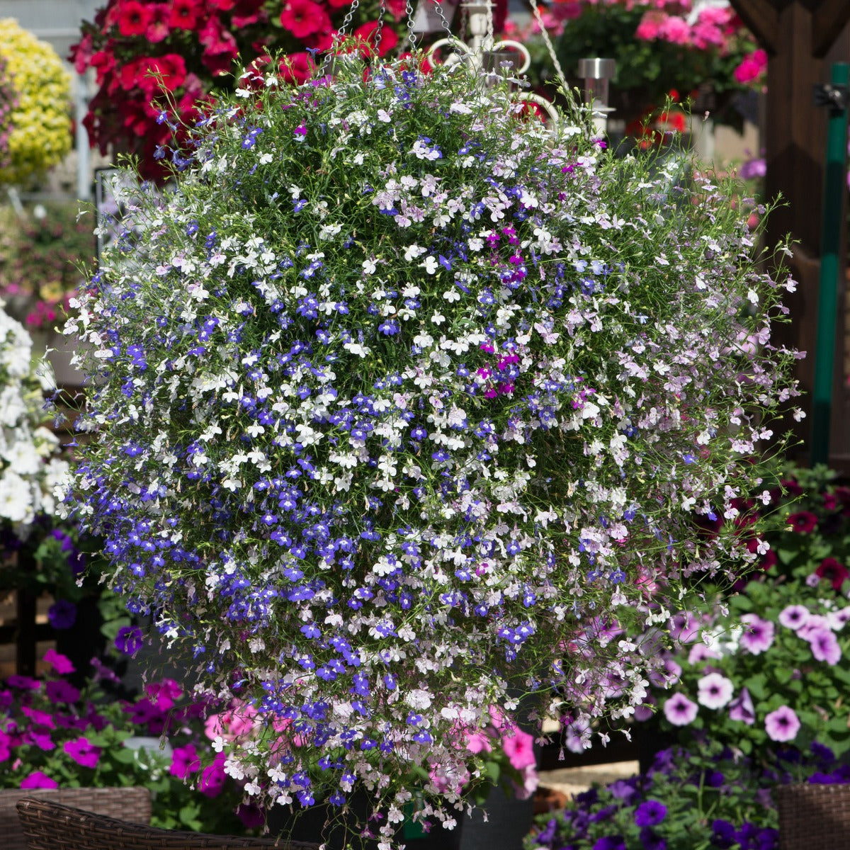 LOBELIA TRAILING MIXED 20 PACK