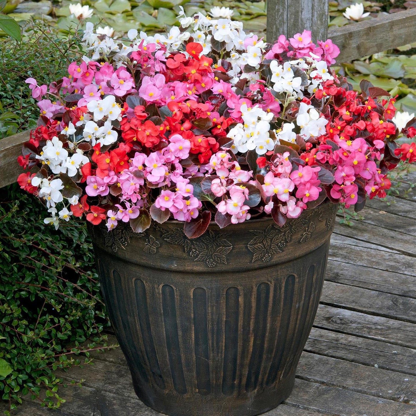 BEGONIA SEMP. BRONZE LEAF MIX 20 PACK
