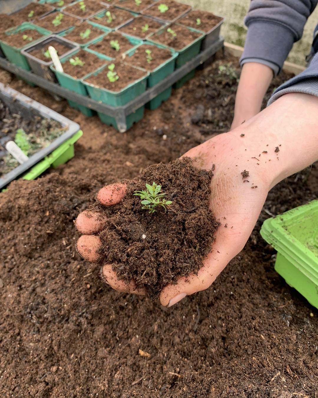 Growmoor Professional Compost 80 Litre