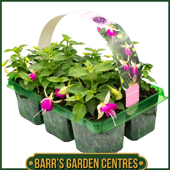 FUCHSIA TRAILING MIX HANGING BASKET/CONTAINER PLANTS (6 PACK)