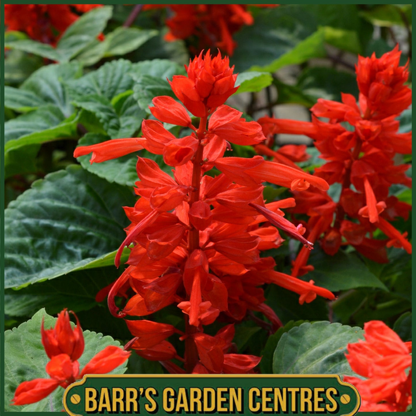 SALVIA TURBO RED 20 PACK