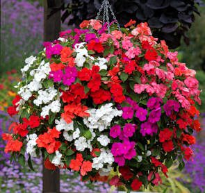 IMPATIENS MIX 6 PACK
