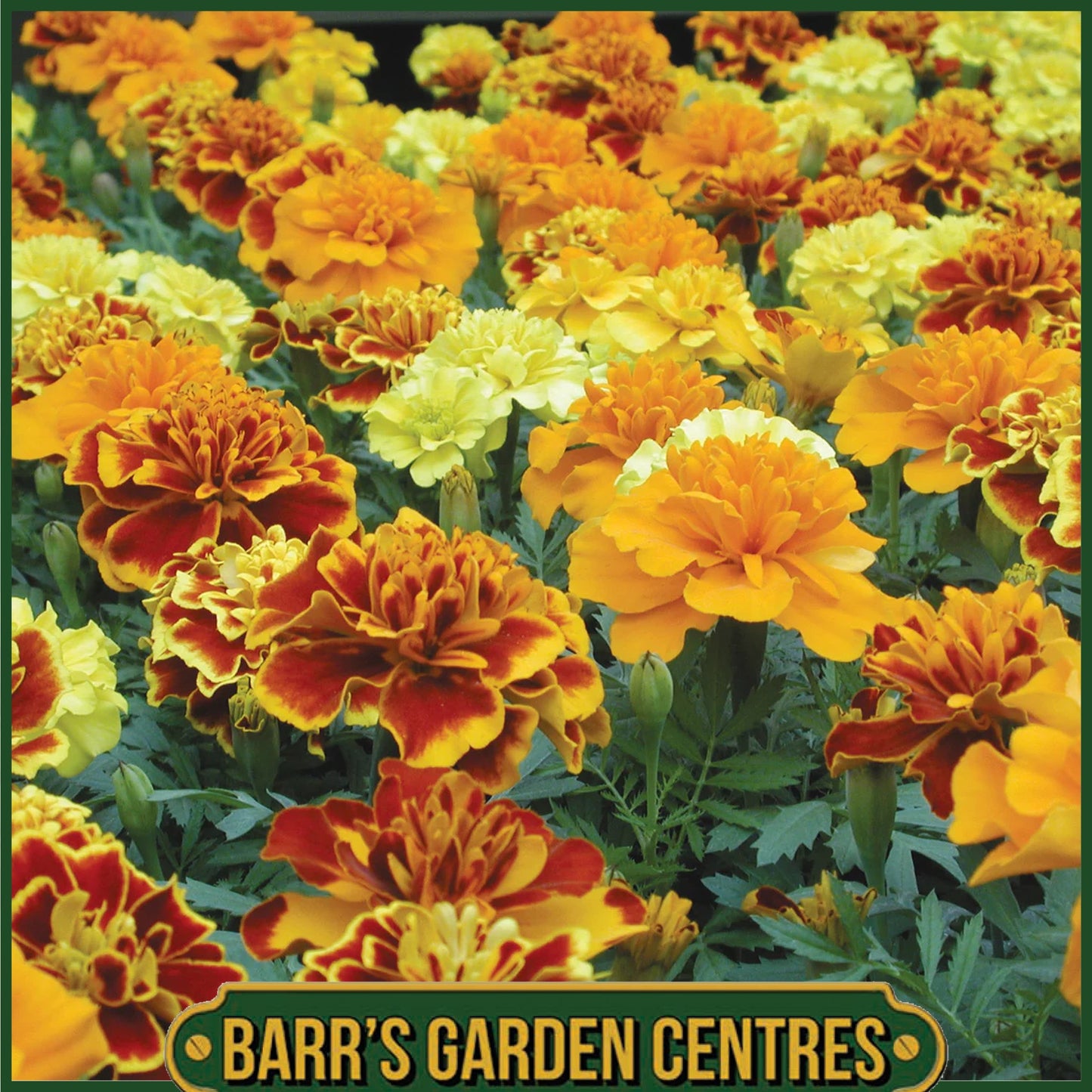 FRENCH MARIGOLD 20 PACK