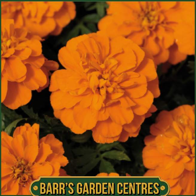 FRENCH MARIGOLD "ORANGE" 6 PACK