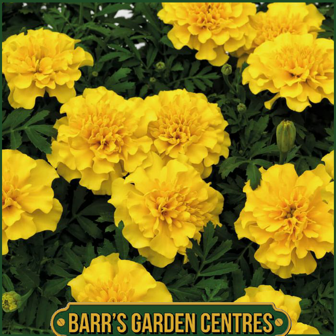 FRENCH MARIGOLD "YELLOW" 6 PACK