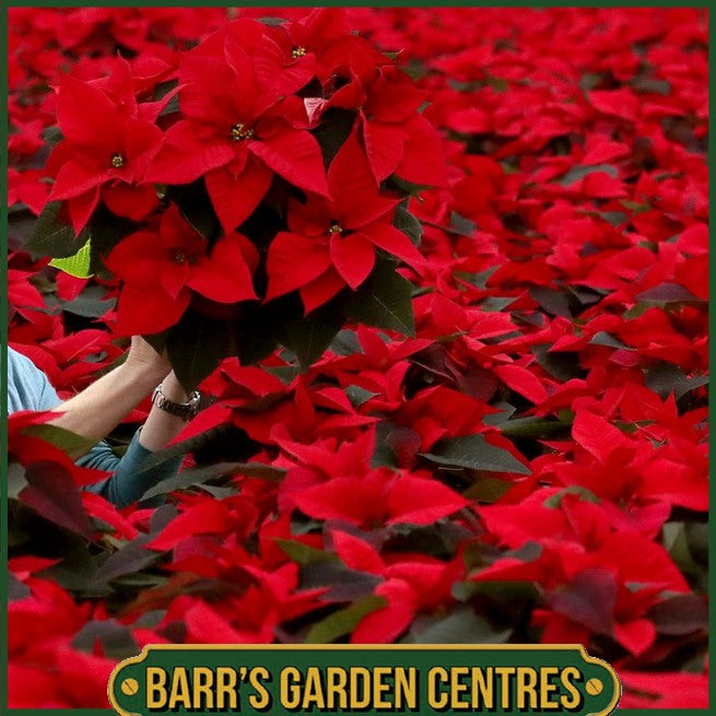 Christmas Flowers - Holly Wreaths & Plants