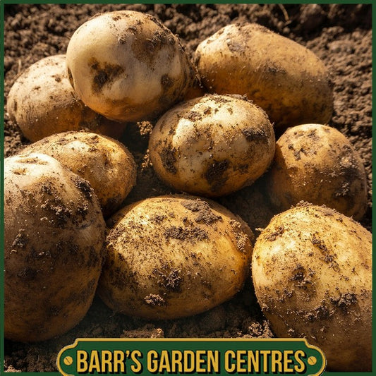 Duke of York Potatoes 2KG