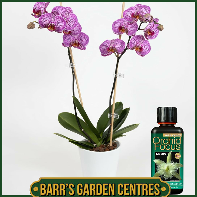 Growth Technolgy Orchid Focus Grow with Seaweed 300ml