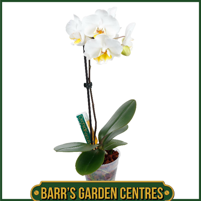 Growth Technolgy Orchid Focus Drip Feeders 6 Pack