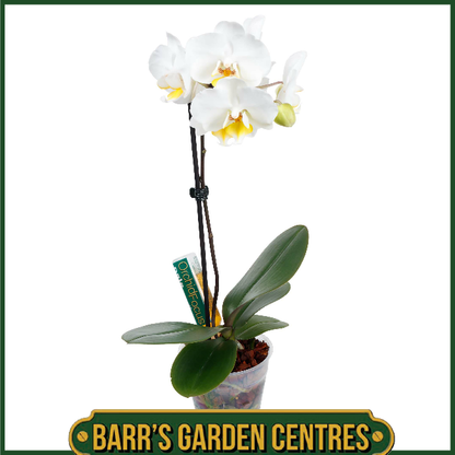 Growth Technolgy Orchid Focus Drip Feeders 6 Pack