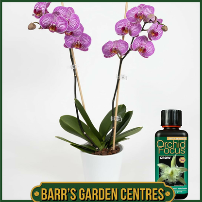 Growth Technolgy Orchid Focus Bloom with Seaweed 300ml