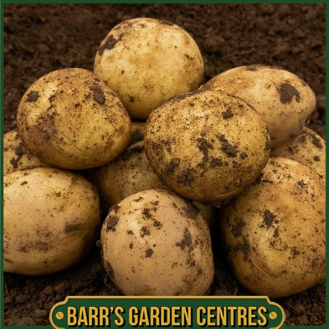 Casablanca Potatoes 2KG